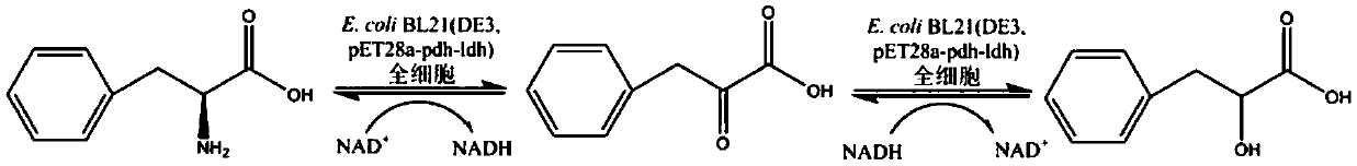 Method for realizing whole cell transformation to synthesize L-phenyllactic acid by genetic engineering strain