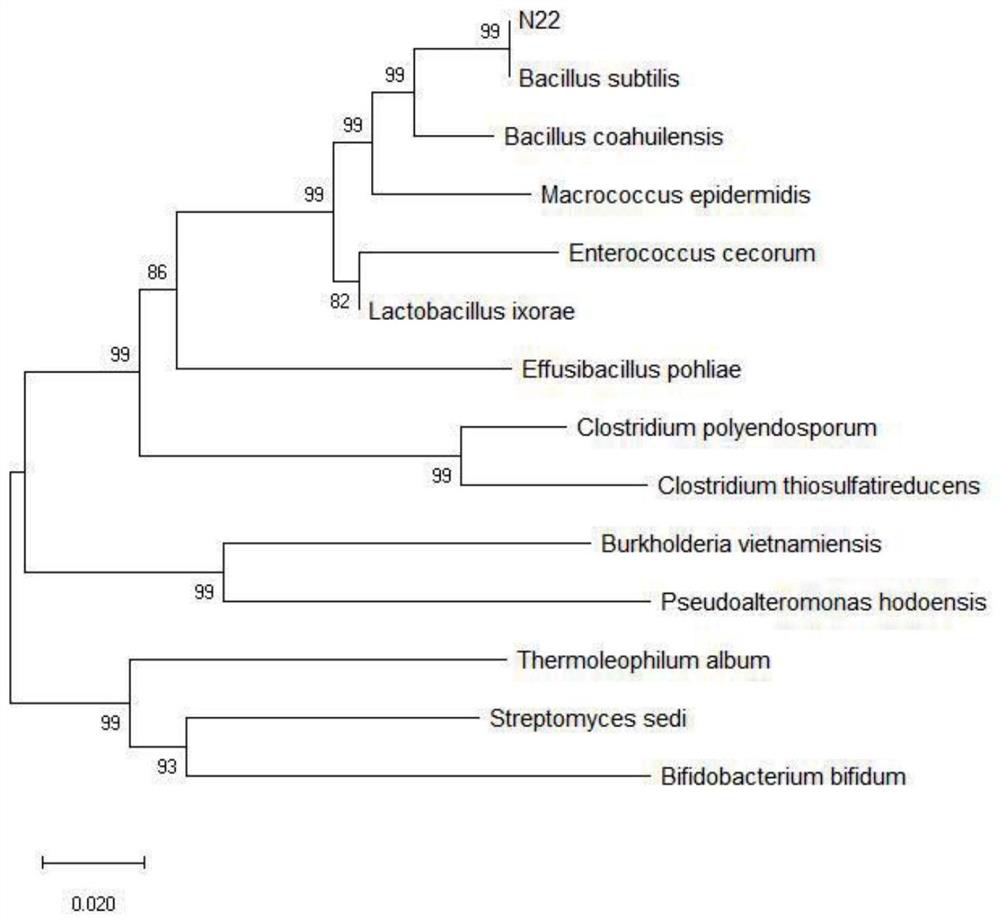 Bacillus subtilis for efficiently degrading deoxynivalenol and application of bacillus subtilis