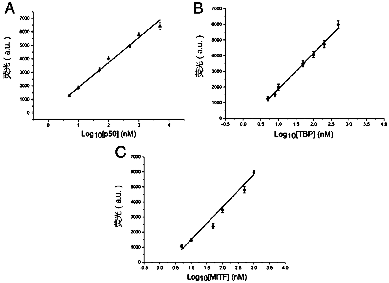 Transcription factor fluorescence detection of based on DNA-silver nanocluster allosteric probe