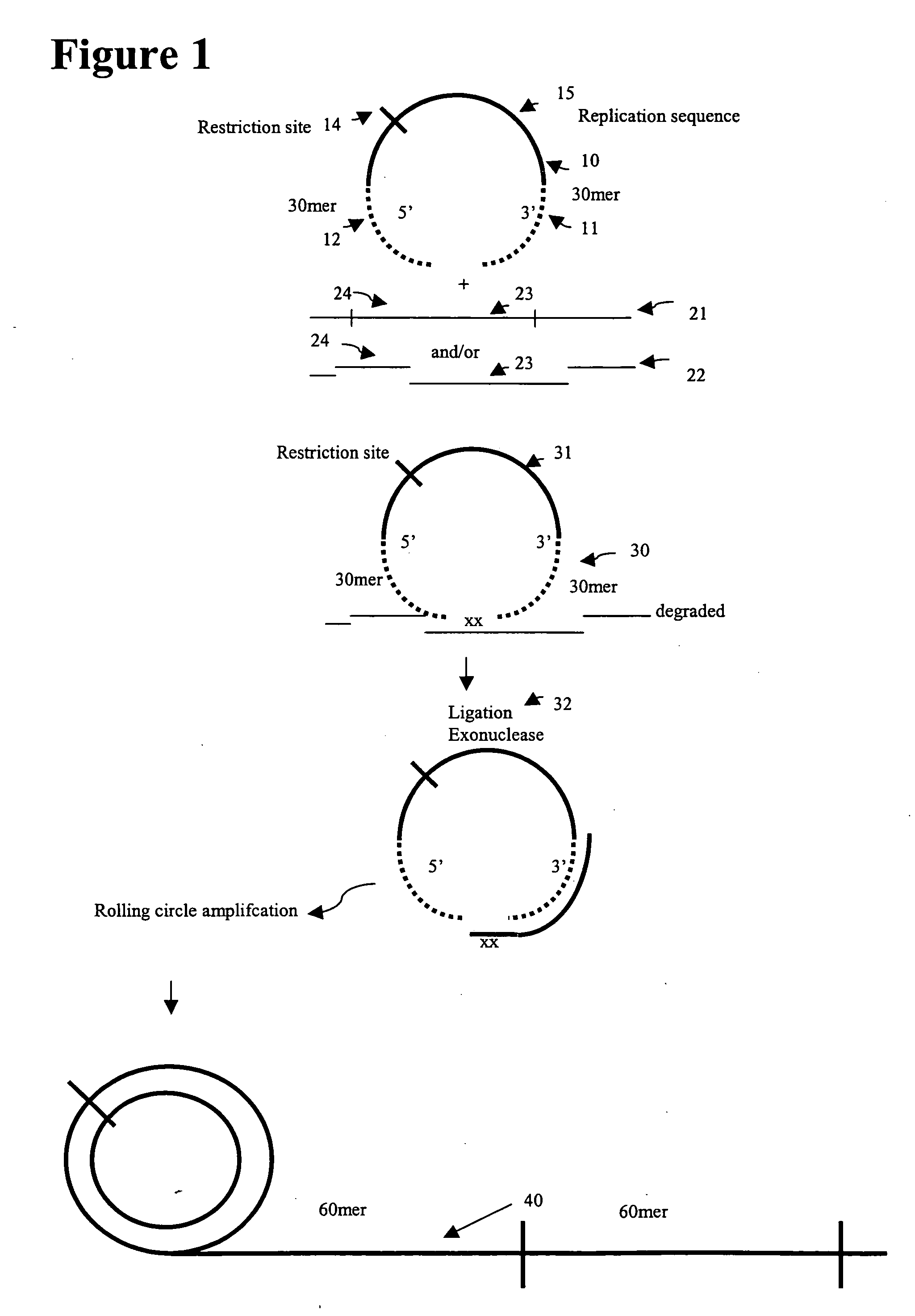 Comparative genomic hybridization assays and compositions for practicing the same