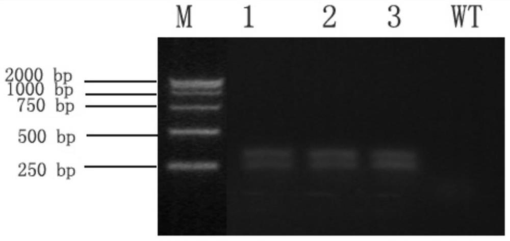 Application of a gene derived from Klebsiella pneumoniae