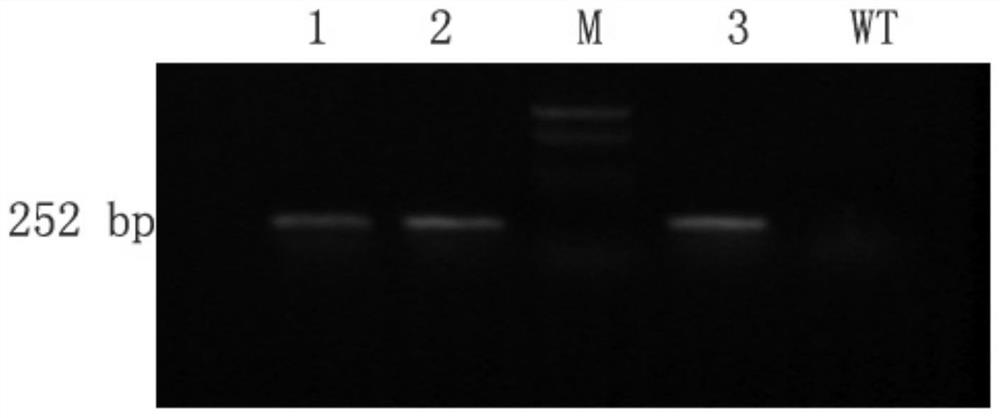 Application of a gene derived from Klebsiella pneumoniae