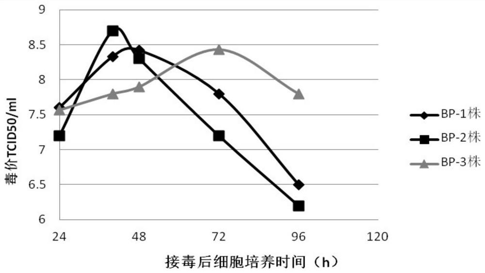 A bhk-21 cell line bhk-21-bp-2 clone and its application in full suspension cell culture