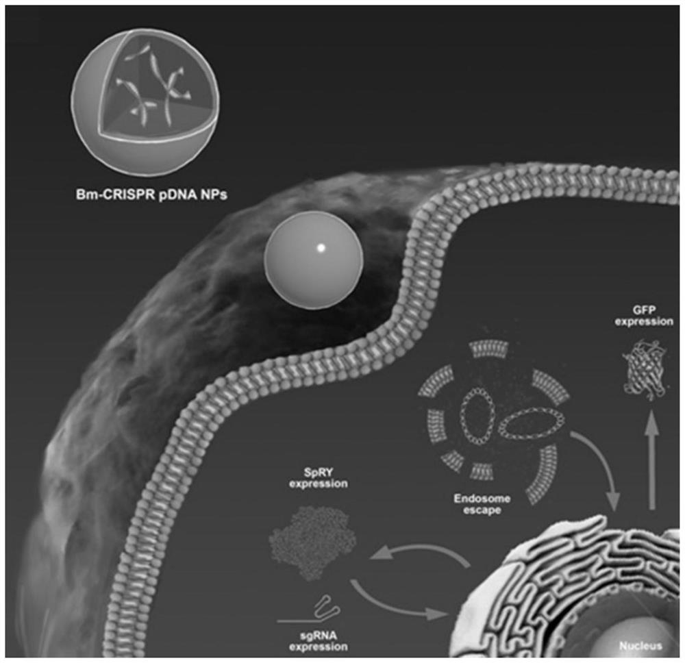 Biomineralization nano material for treating Duchenne muscular dystrophy and gene editing system