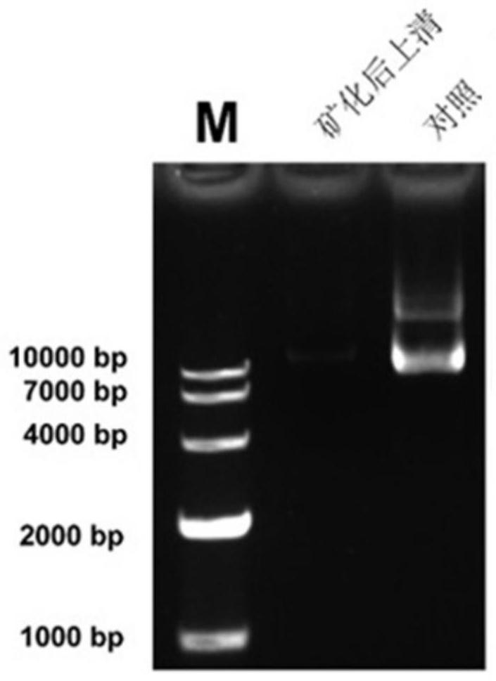 Biomineralization nano material for treating Duchenne muscular dystrophy and gene editing system