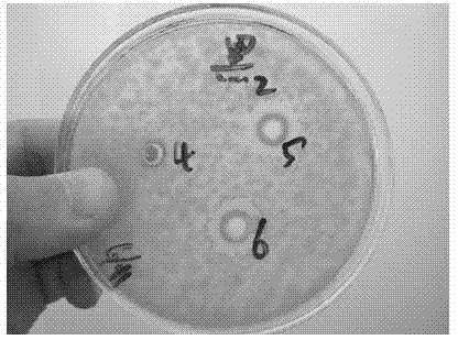 Application of fermentation liquor of bacillus subtilis in inhibition of growth of penicillium and aspergillus niger