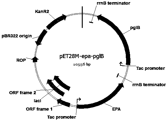 Escherichia coli engineering bacterium for synthesizing glycoprotein conjugate vaccines for neonatal meningitis escherichia coli and application