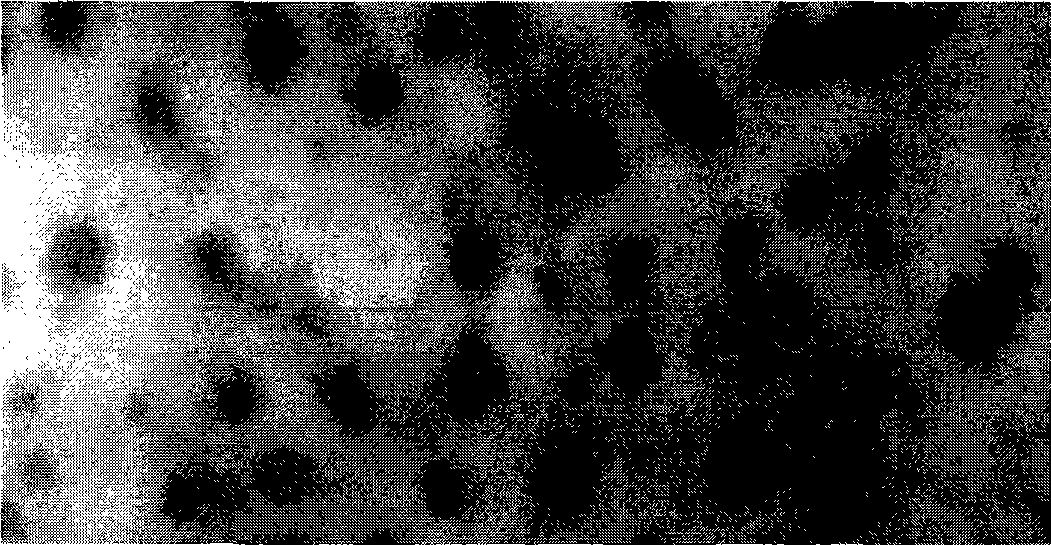 Curcumin nano crystallization preparation and preparation method thereof