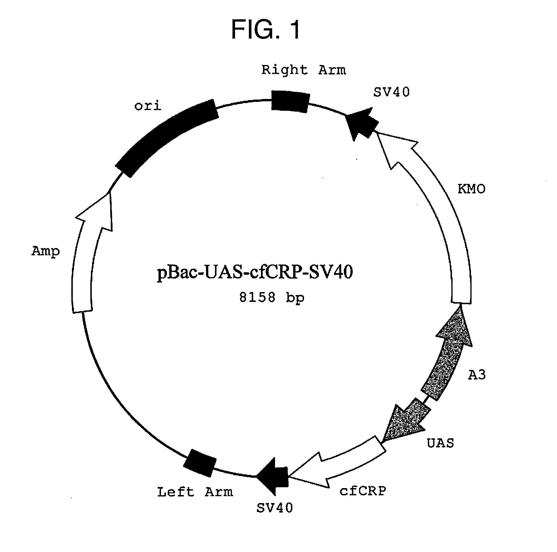 Method for producing pentameric crp, pentameric crp-producing transgenic silkworm and method for constructing same, DNA encoding canine monomeric crp and expression vector containing the DNA