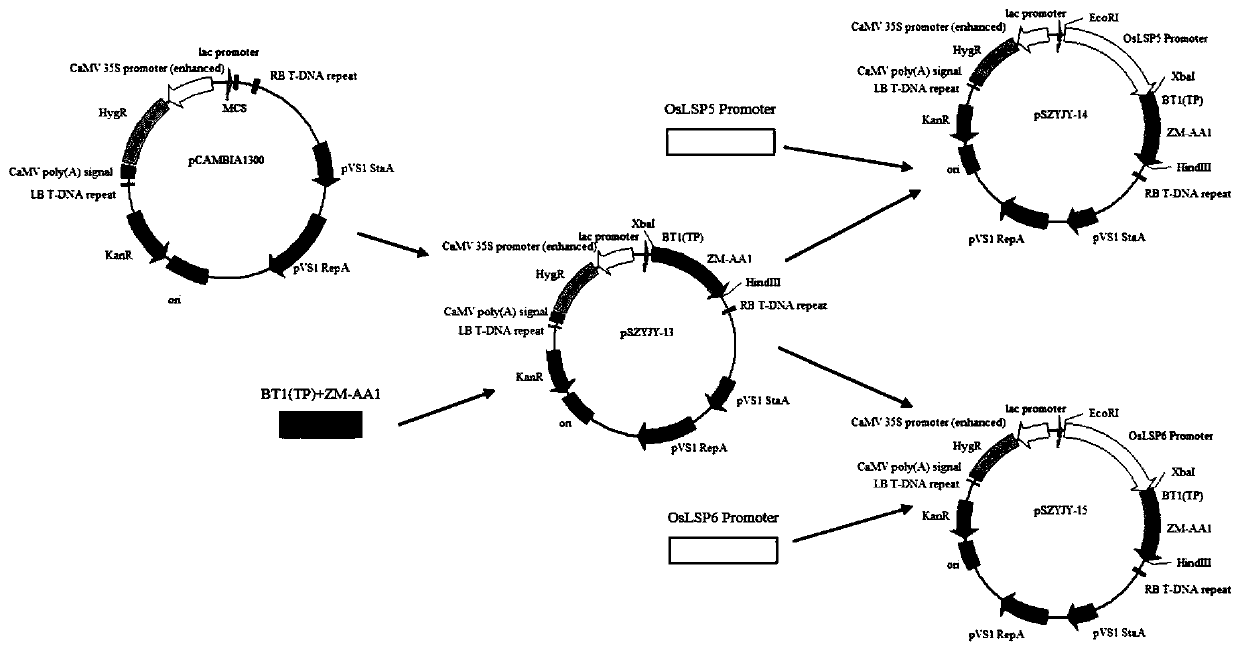 Plant anther pollen development late-stage specific expression promoters and application thereof