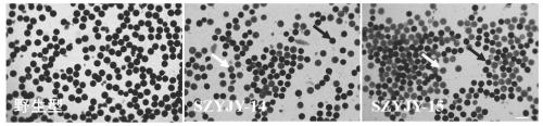 Plant anther pollen development late-stage specific expression promoters and application thereof