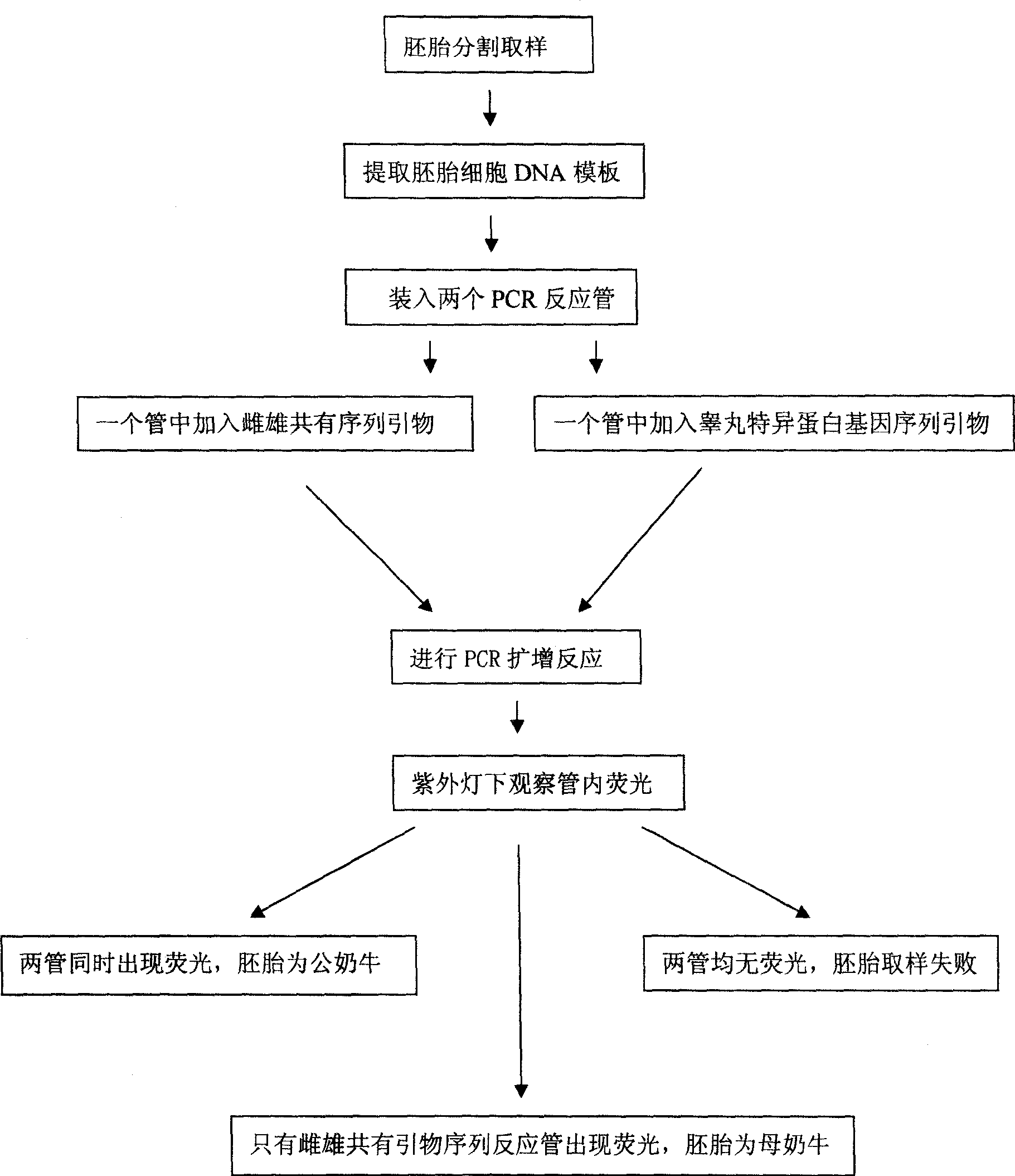 Spermary-specific protein gene sequence primer and non-electrophoresis method for detecting and identifying cow embryo gender