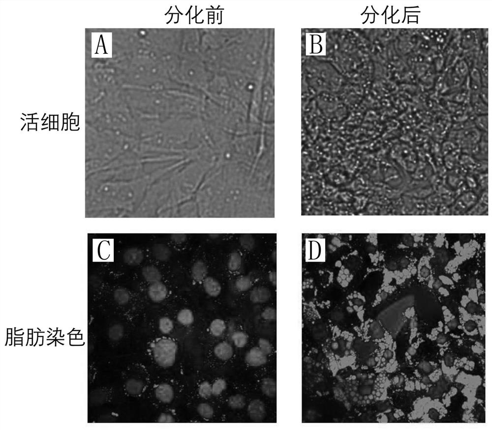 Mesenchymal stem cell culture medium