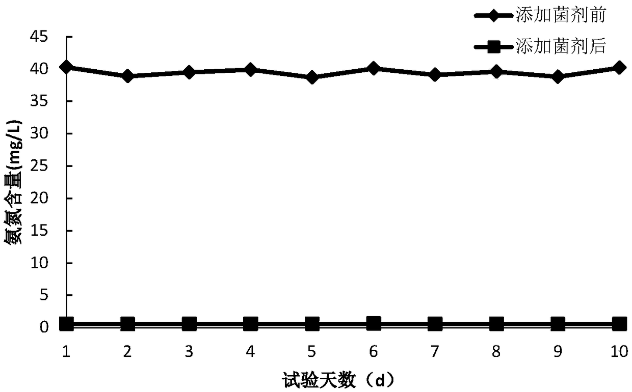 Thiourea degrading strain and method for treating thiourea-containing wastewater by applying same