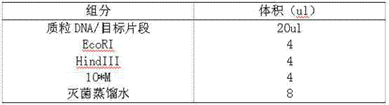 Recombinant plasmid of expression L-lysine transportprotein and engineering bacteria and application