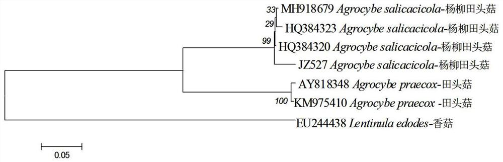 Agrocybe salicacola and cultivation method thereof