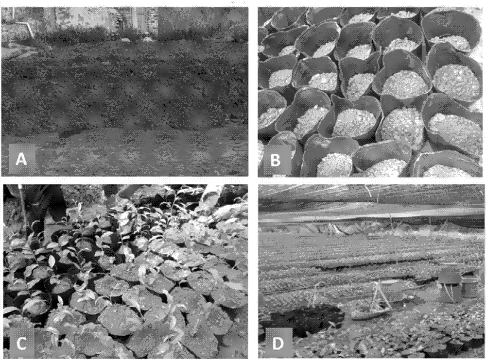 Disbudding-tip-promoting seedling culturing method for tea trees