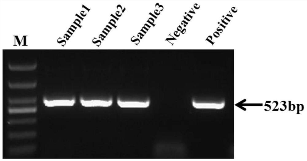 Separated pathogenicYCCV (yellow catfish calicivirus) as well as specific sequence and application thereof