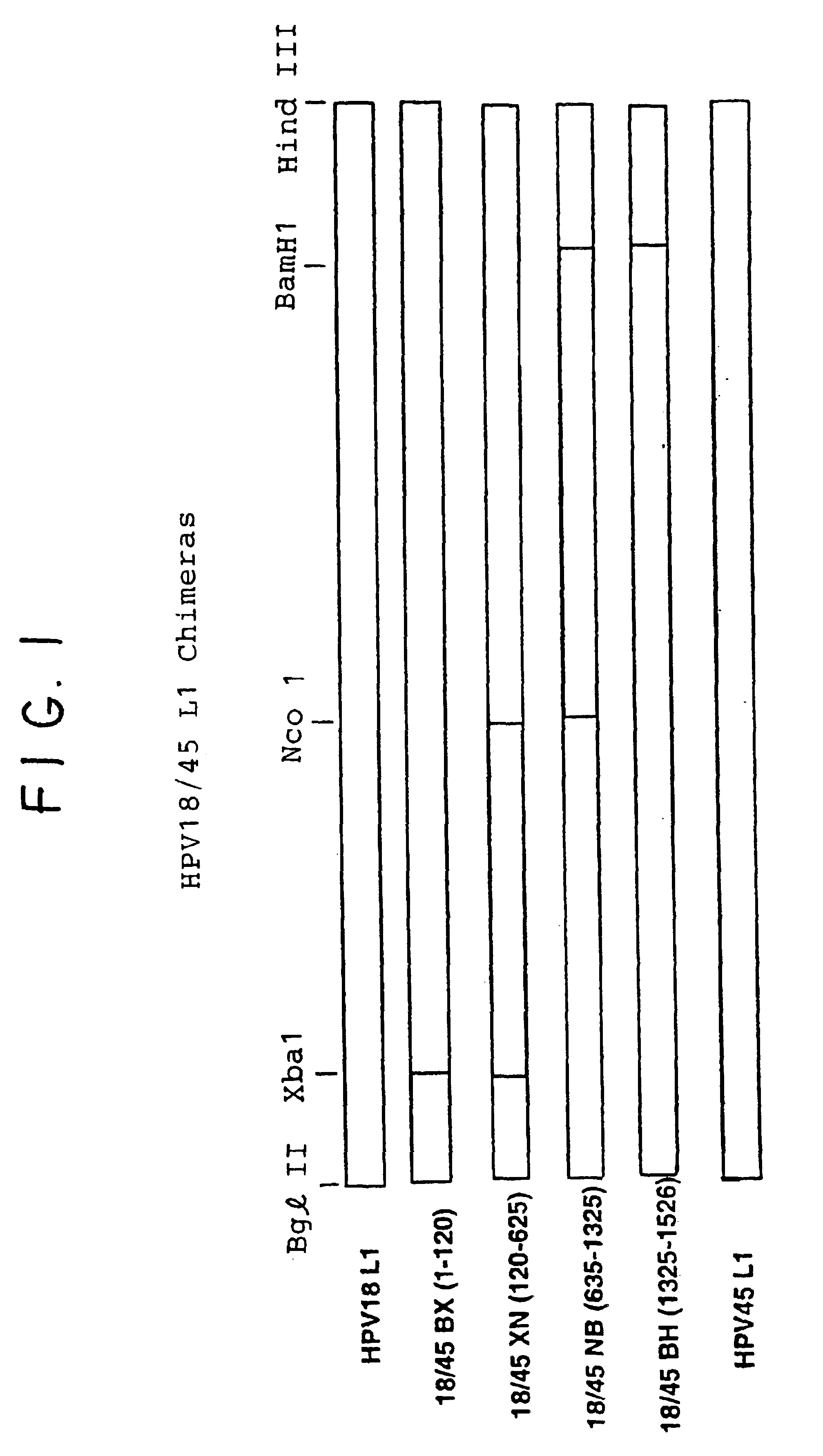 Chimeric human papillomavirus (HPV) L1 molecules and uses therefor