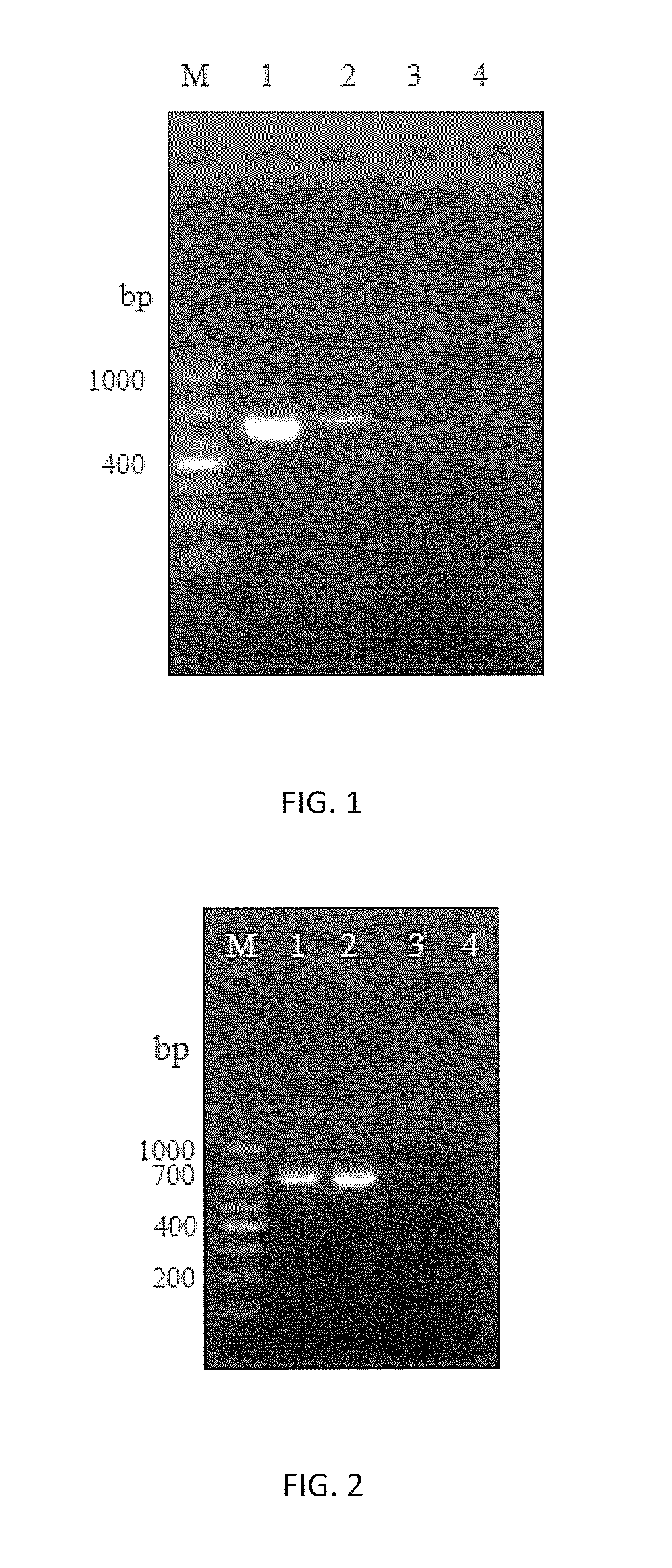 HMG1 Gene and Uses Thereof in Microsporidium Molecular Detection