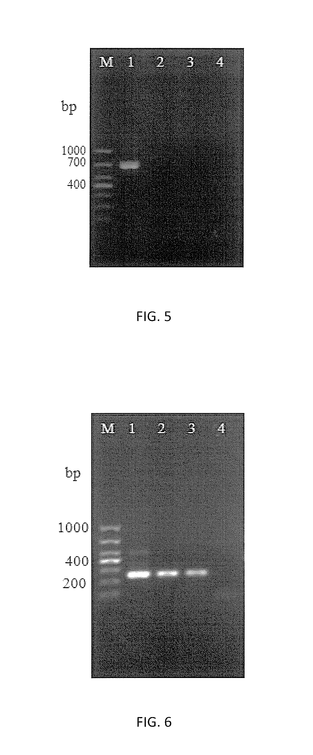 HMG1 Gene and Uses Thereof in Microsporidium Molecular Detection