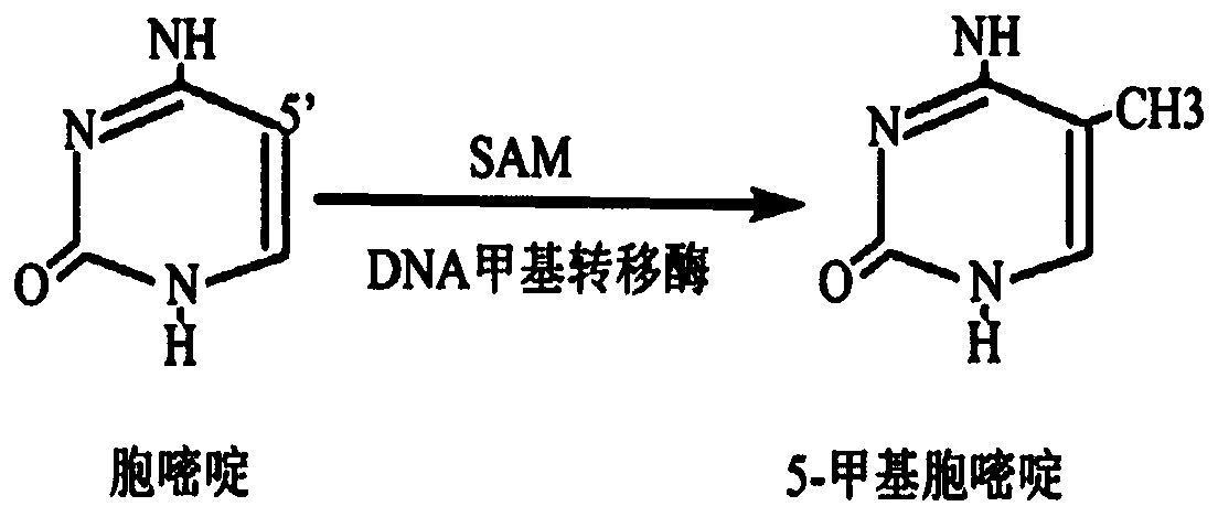 A kind of hemi-m methylation modification primer and application thereof