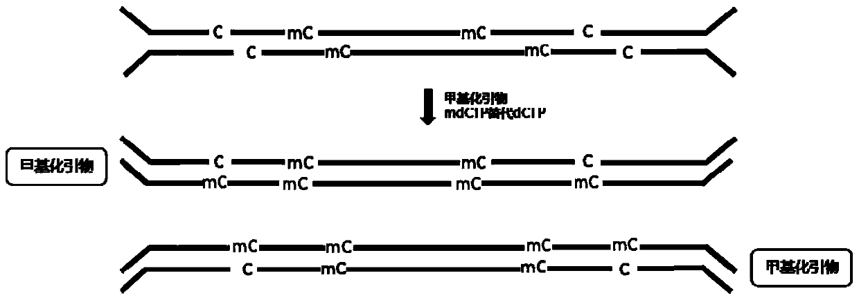 A kind of hemi-m methylation modification primer and application thereof