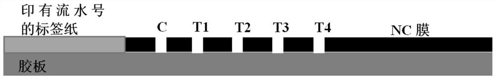 Method for detecting novel coronavirus 2019-nCoV by multi-protein joint inspection combination