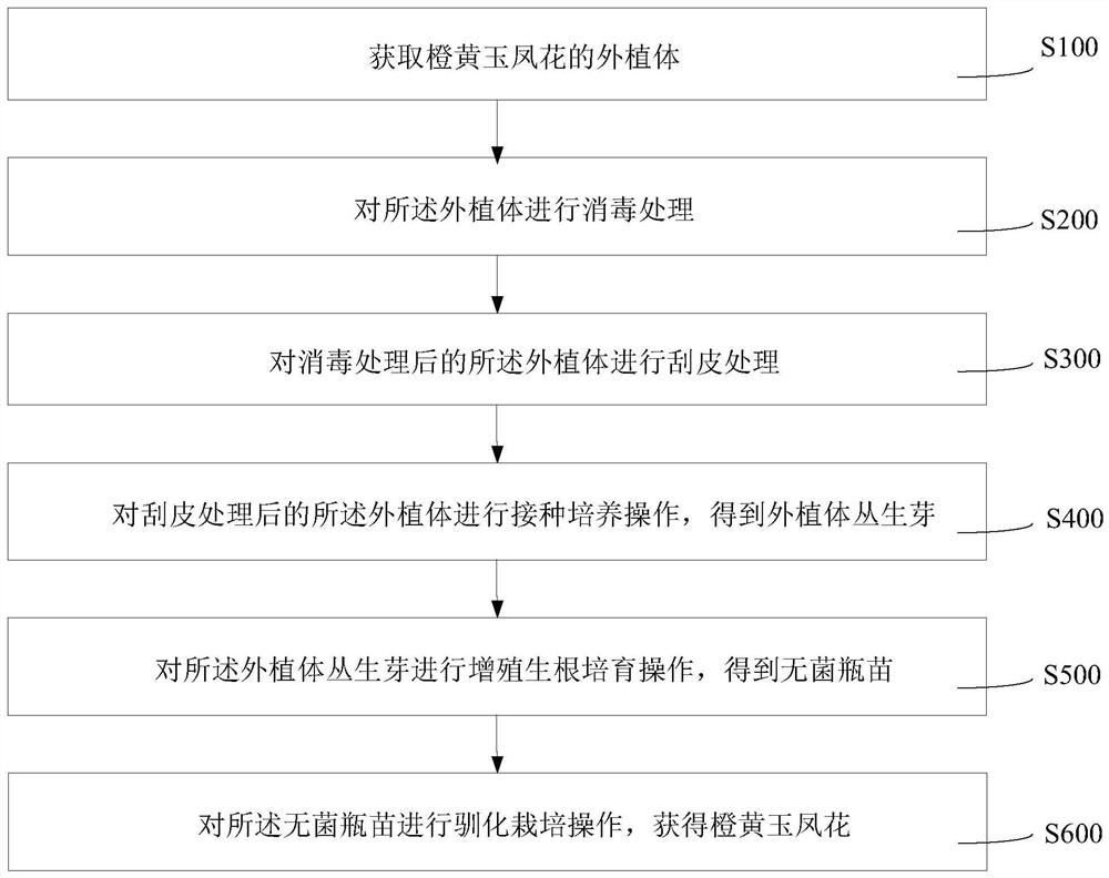 Tissue culture method of habenaria rhodocheila