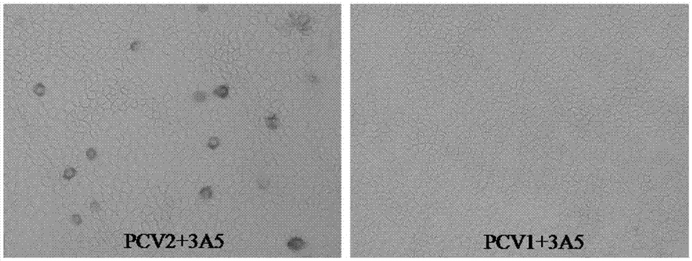 Porcine circovirus II competition ELISA antibody detection kit