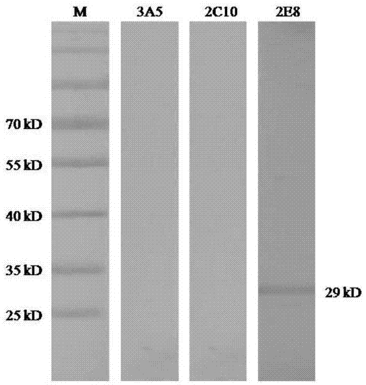 Porcine circovirus II competition ELISA antibody detection kit