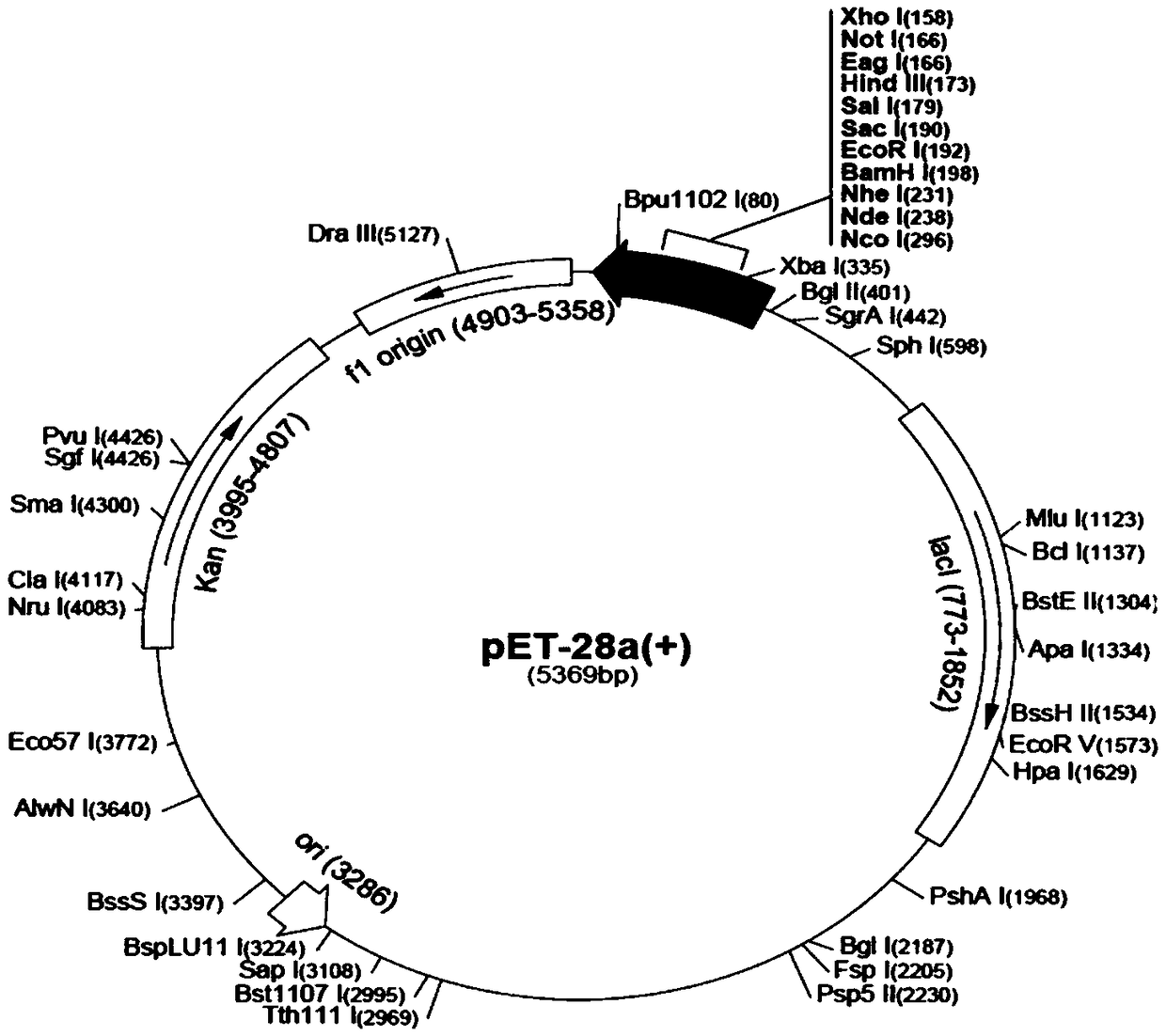 Sj12 polypeptide and application thereof in preparation of anticoagulation medicine