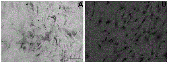 Sweat gland differential induction medium and applications thereof