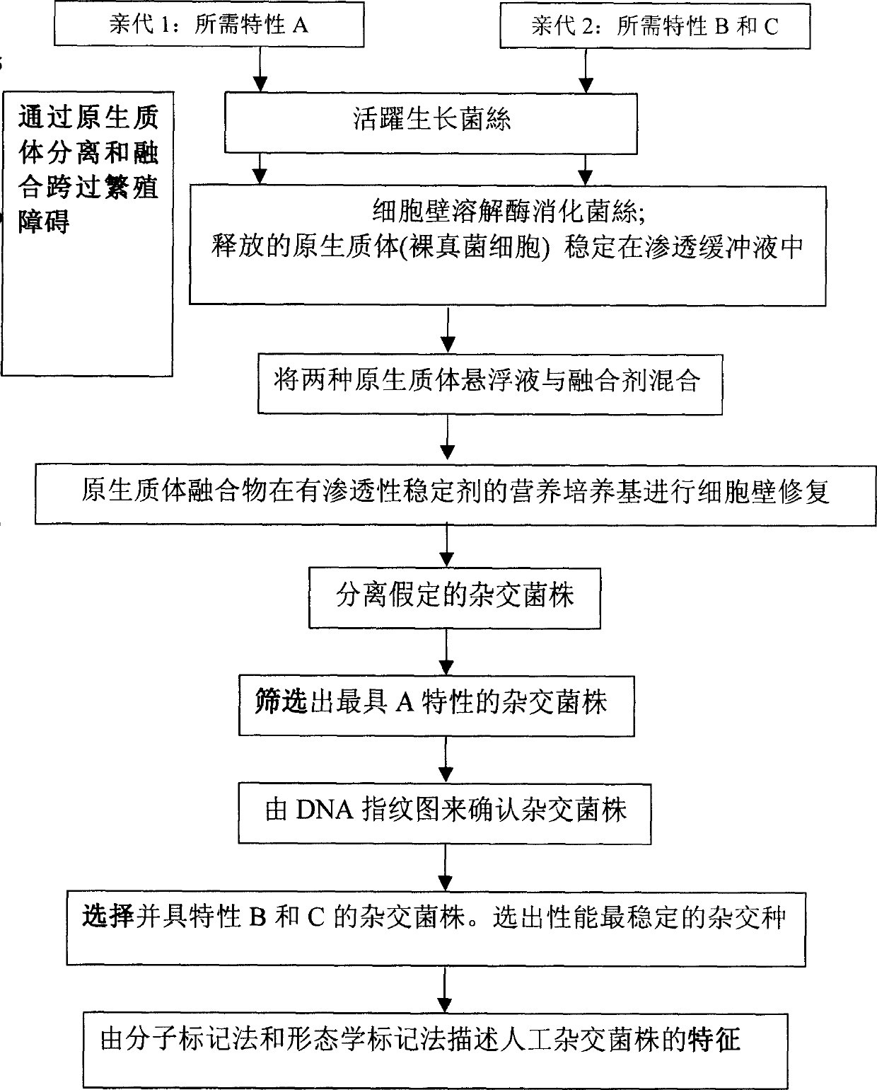 Production of artificial hybrid lingzhi and uses thereof