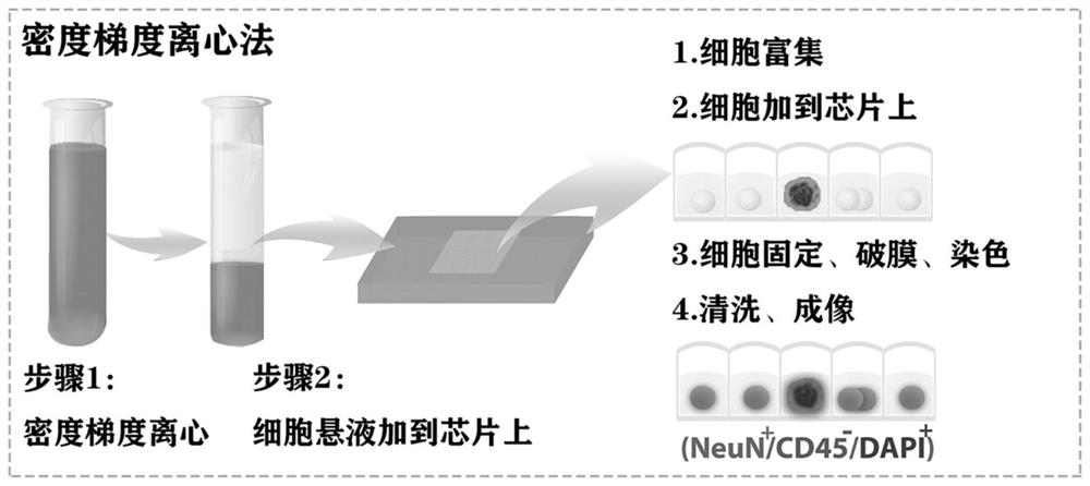 Circulating nerve cell detection kit and detection method