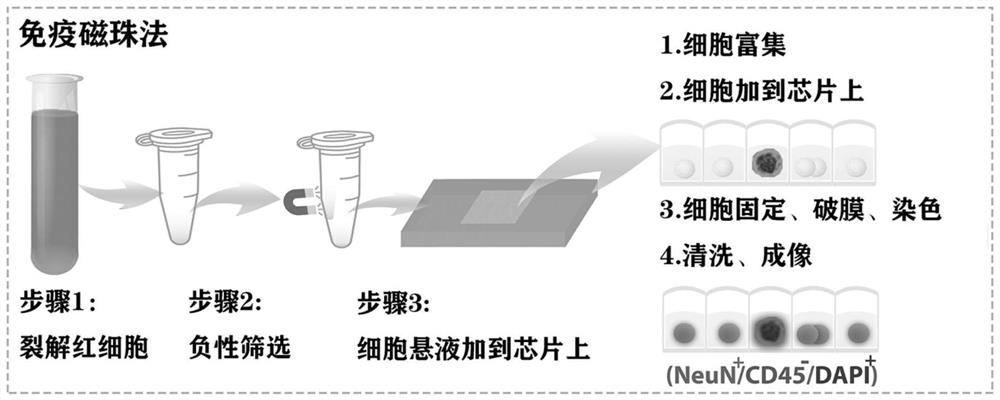 Circulating nerve cell detection kit and detection method