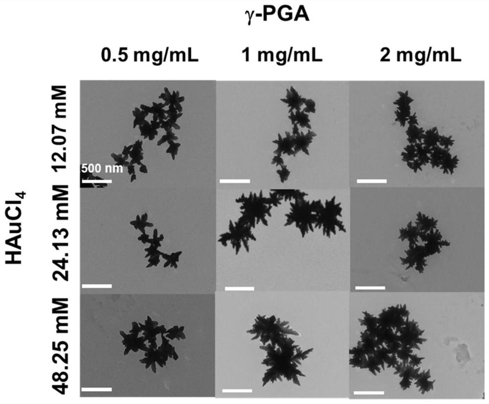 Star-shaped gold nanoparticles synthesized based on polyglutamic acid in one step and preparation method thereof