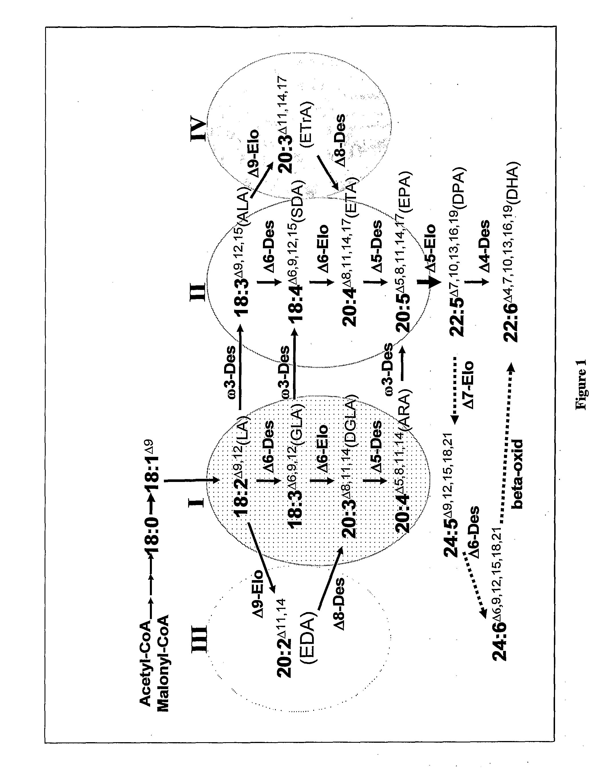 Synthesis of Long-Chain Polyunsaturated Fatty Acids by Recombinant Cells