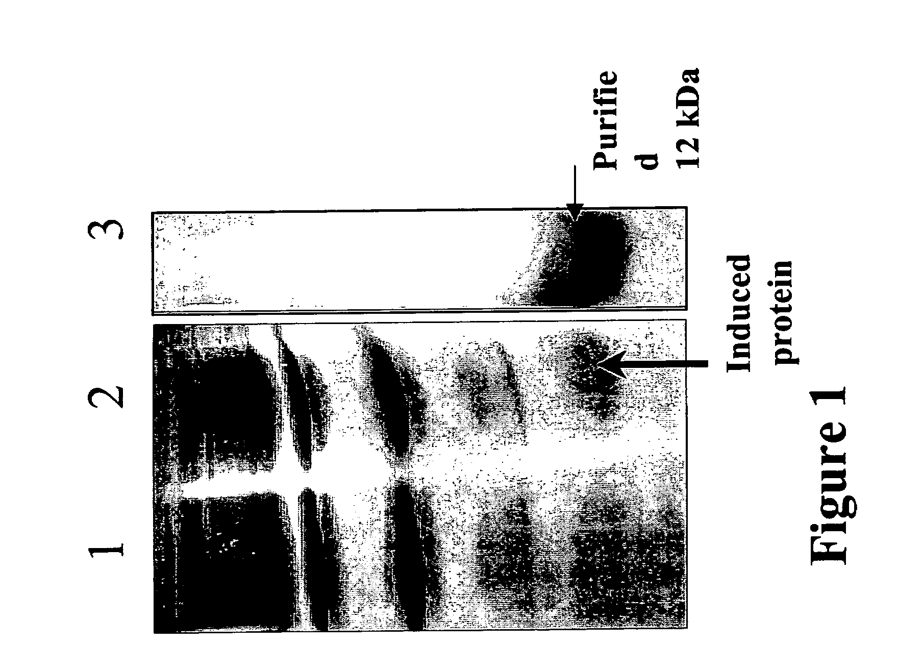 Recombinant 12-KDA protein useful for the detection of respiratory allergies