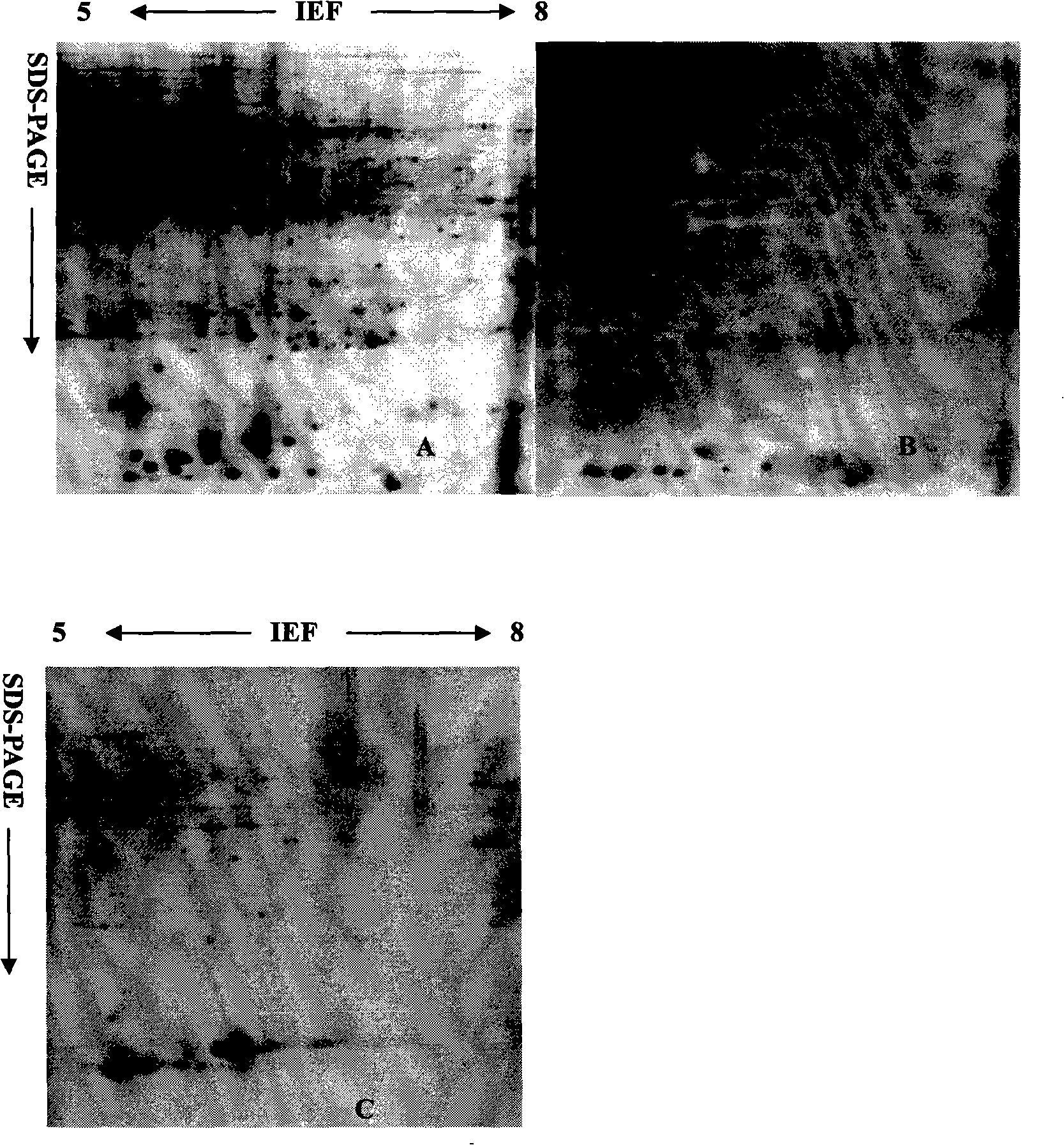 Bidirectional electrophoresis method for malus plant protein