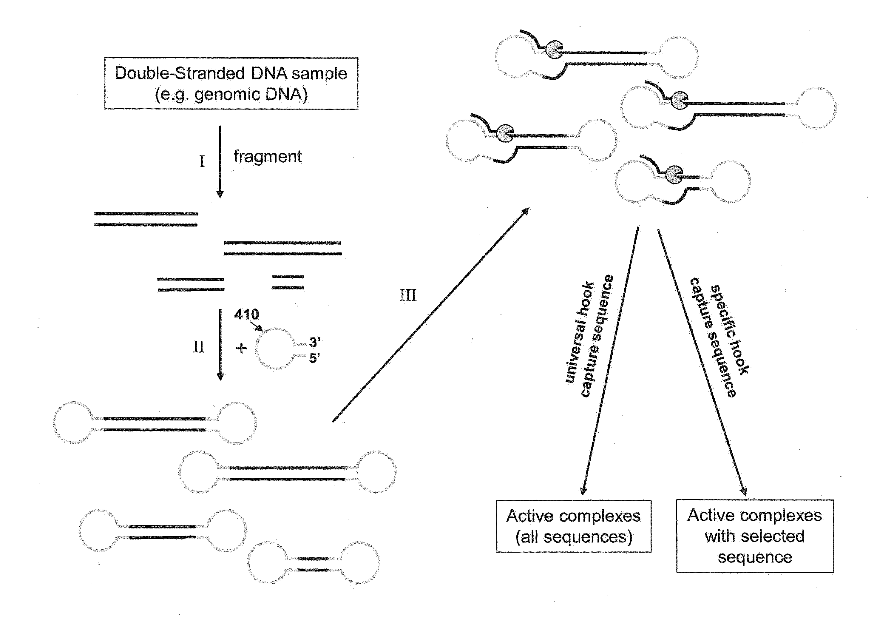 Isolation of polymerase-nucleic acid complexes