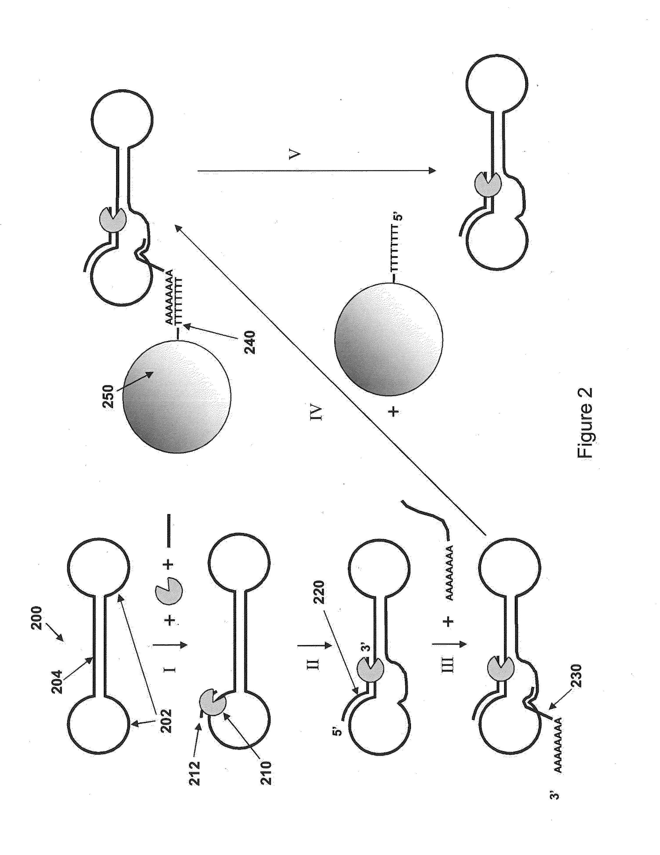 Isolation of polymerase-nucleic acid complexes