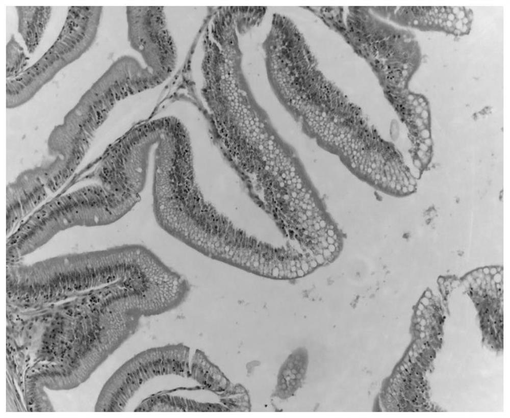 Chinese herbal medicine additive for preventing and treating bacterial body rot of scaleless fish and application of Chinese herbal medicine additive