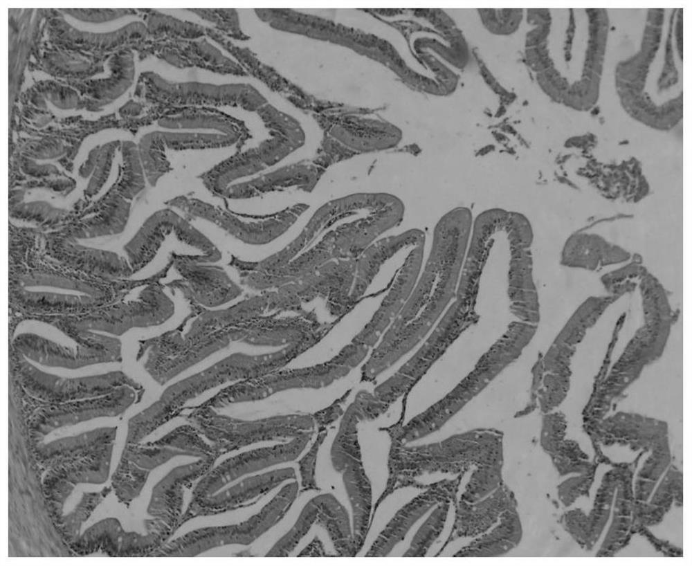 Chinese herbal medicine additive for preventing and treating bacterial body rot of scaleless fish and application of Chinese herbal medicine additive