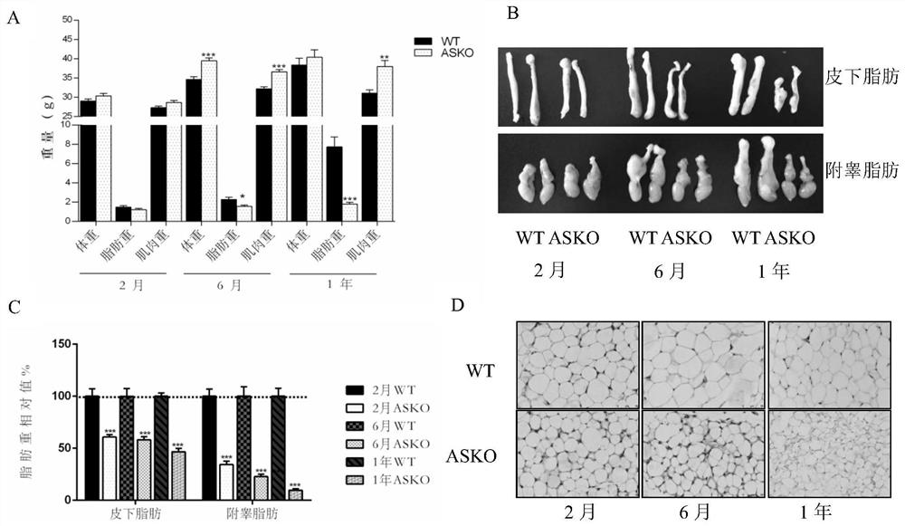 Application of RING finger protein rnf20 gene