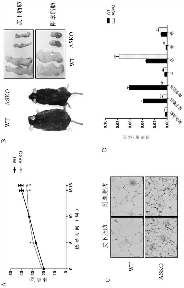 Application of RING finger protein rnf20 gene