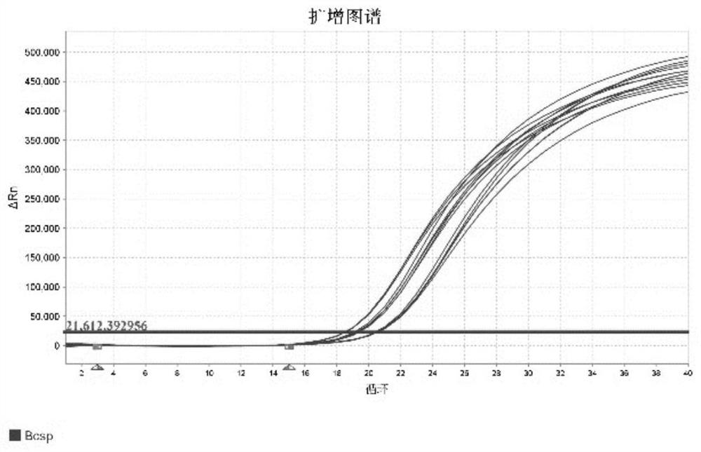 Molecular marker capable of distinguishing Brucella abortus from Brucella melitensis and detection method