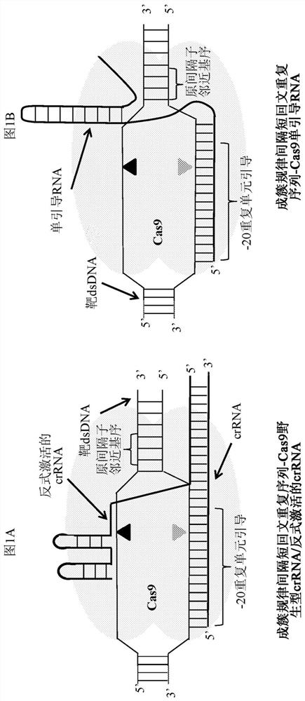 APPLICATIONS OF CRISPRi IN HIGH THROUGHPUT METABOLIC ENGINEERING