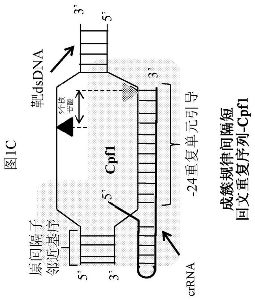 APPLICATIONS OF CRISPRi IN HIGH THROUGHPUT METABOLIC ENGINEERING