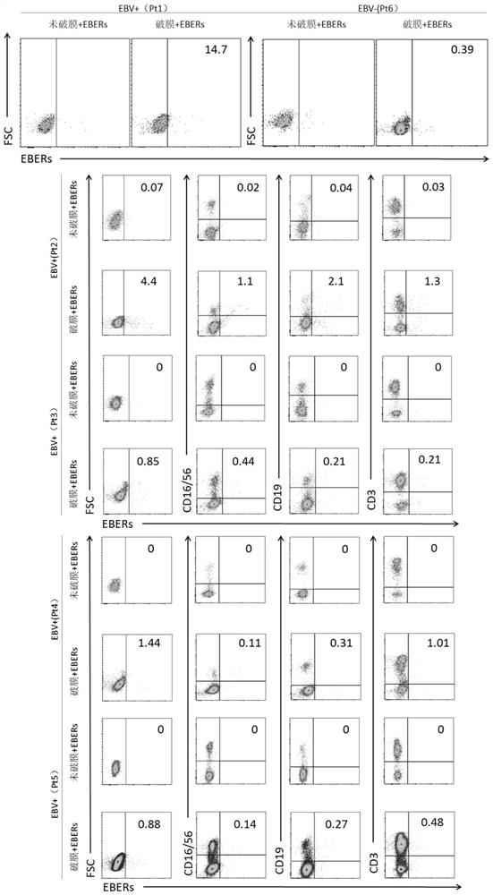 Method for differential diagnosis of EBV infected cell subtype and application thereof